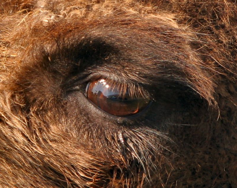 photo-camel-s-eye